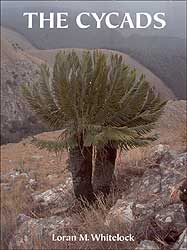 THE CYCADS