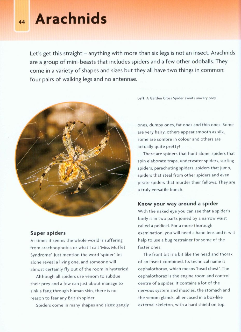 NICK BAKER'S BUG BOOK : DISCOVER THE WORLD OF MINI-BEASTS! 2