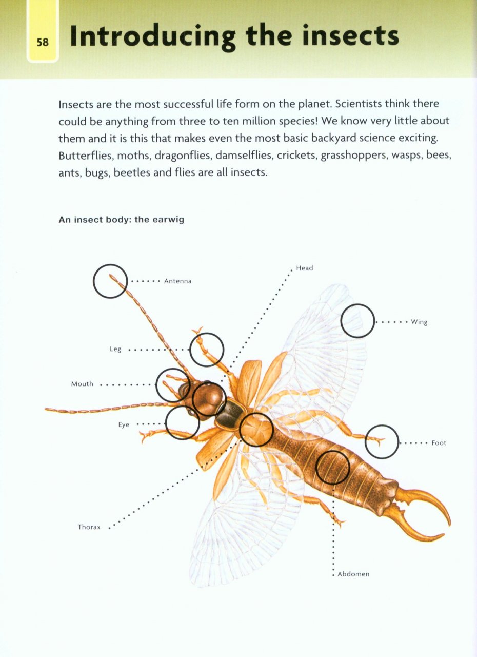 NICK BAKER'S BUG BOOK : DISCOVER THE WORLD OF MINI-BEASTS! 3