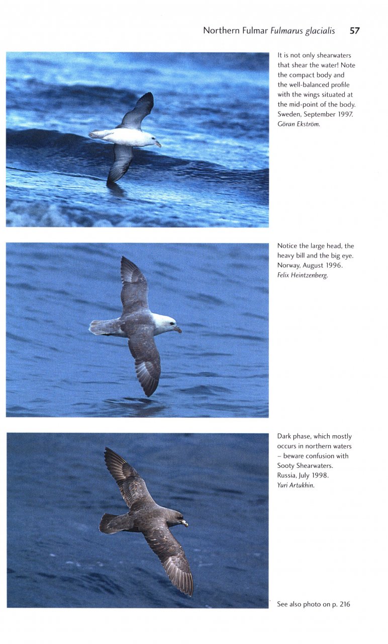 FLIGHT IDENTIFICATION OF EUROPEAN SEABIRDS 2