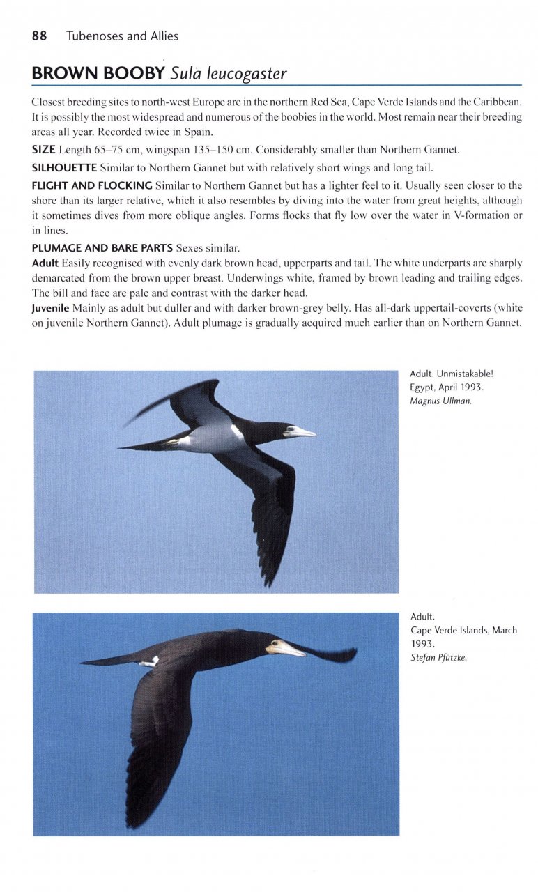 FLIGHT IDENTIFICATION OF EUROPEAN SEABIRDS 3