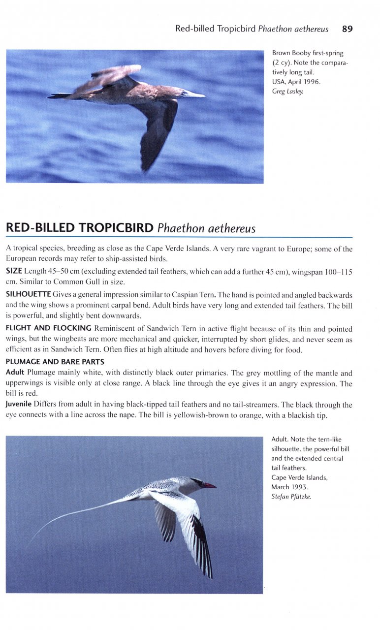 FLIGHT IDENTIFICATION OF EUROPEAN SEABIRDS 4