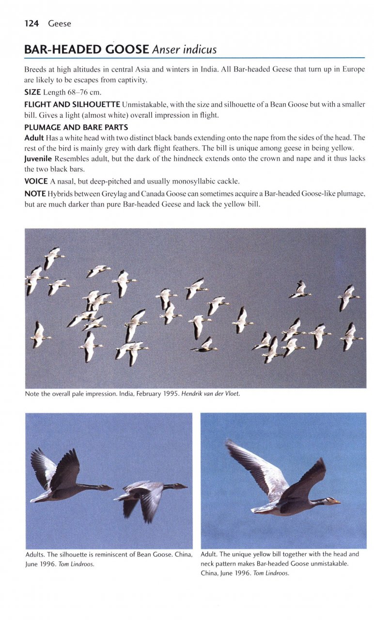 FLIGHT IDENTIFICATION OF EUROPEAN SEABIRDS 5