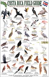 COSTA RICA FIELD GUIDE: BIRDS OF TORTUGUERO AND THE CARIBBEAN COAST