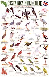COSTA RICA FIELD GUIDE: BIRDS OF WETLAND HABITATS