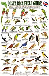 COSTA RICA FIELD GUIDE: BIRDS OF THE CLOUD  FOREST AND HIGHLAND FOREST