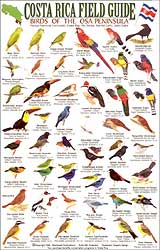 COSTA RICA FIELD GUIDE: BIRDS OF THE OSA PENINSULA
