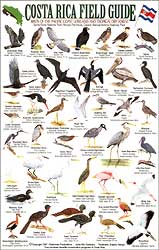 COSTA RICA FIELD GUIDE: BIRDS OF THE PACIFIC COAST LOWLANDS AND THE TROPICAL DRY FOREST