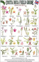 COSTA RICA FIELD GUIDE: ORCHIDS