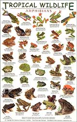 TROPICAL WILDLIFE FIELD GUIDE: AMPHIBIANS