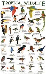 TROPICAL WILDLIFE FIELD GUIDE: BIRDS