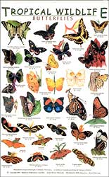 TROPICAL WILDLIFE FIELD GUIDE: BUTTERFLIES