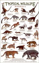 TROPICAL WILDLIFE FIELD GUIDE: MAMMALS