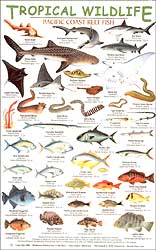 TROPICAL WILDLIFE FIELD GUIDE:PACIFIC COAST REEF FISH