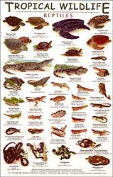 TROPICAL WILDLIFE FIELD GUIDE: REPTILES