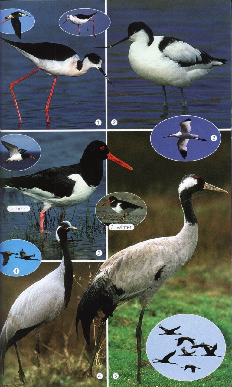 BIRDS OF THE MEDITERRANEAN 4