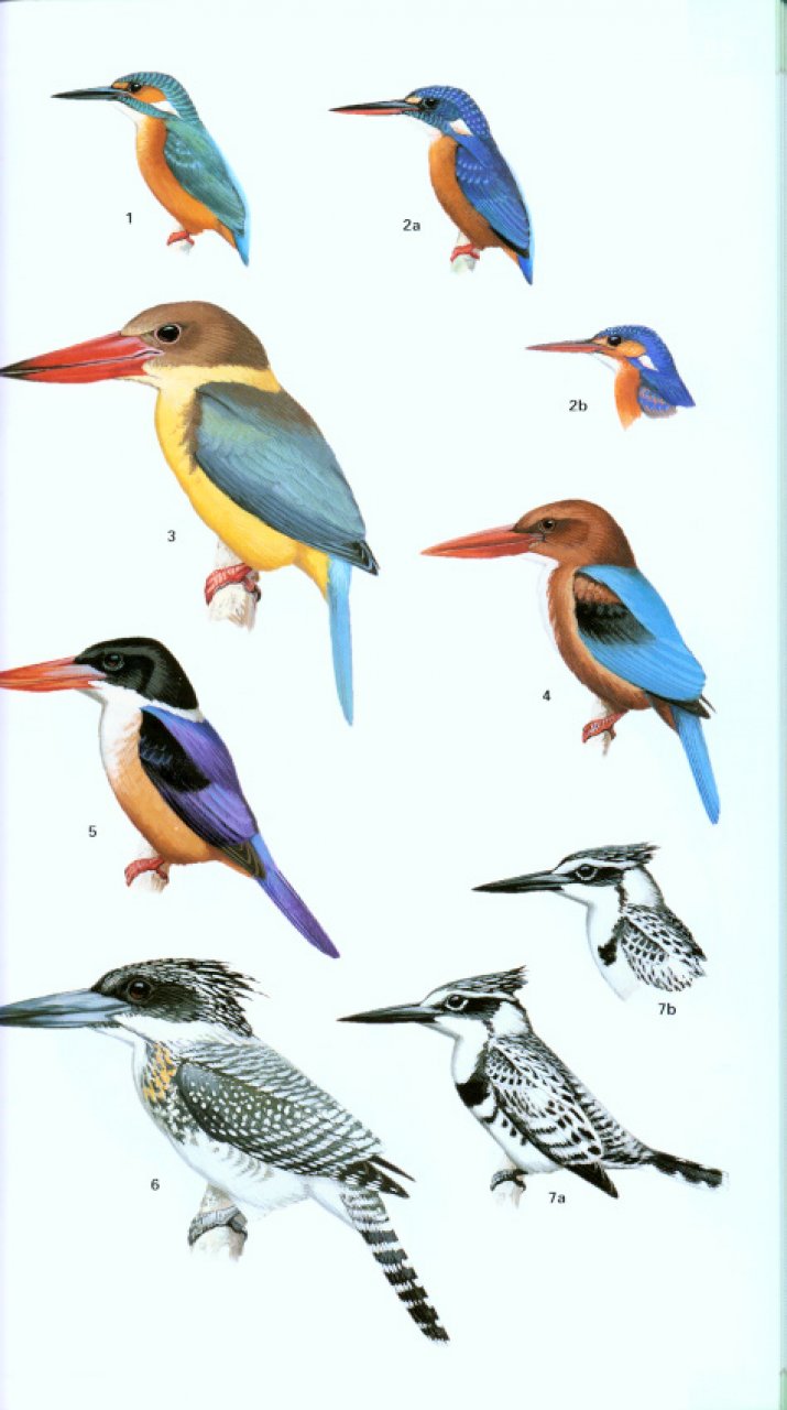 HELM FIELD GUIDES. BIRDS OF NORTHERN INDIA 3