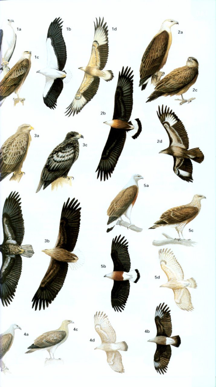 HELM FIELD GUIDES. BIRDS OF NORTHERN INDIA 5