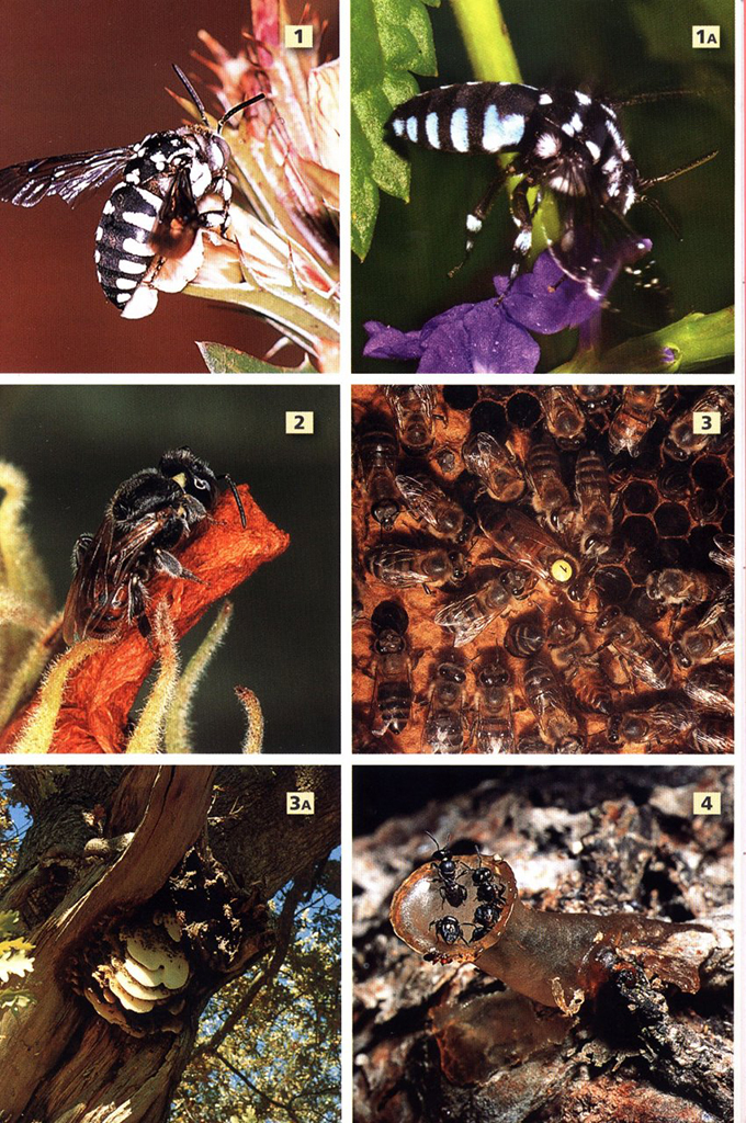 A FIELD GUIDE TO INSECTS OF SOUTH AFRICA. UPDATED 2004. THE FIRST COMPREHENSIVE GUIDE TO AFRICAN INSECTS WITH FULL-COLOUR PHOTOGRAPHS OF OVER 1200 SPE 2