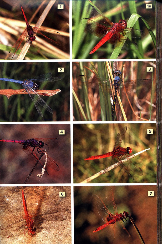 A FIELD GUIDE TO INSECTS OF SOUTH AFRICA. UPDATED 2004. THE FIRST COMPREHENSIVE GUIDE TO AFRICAN INSECTS WITH FULL-COLOUR PHOTOGRAPHS OF OVER 1200 SPE 4