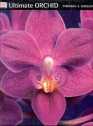 ULTIMATE ORCHID