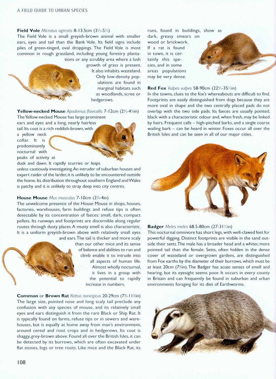 CHRIS PACKHAM'S WILD SIDE OF TOWN. GETTING TO KNOW THE WILDLIFE IN OUR TOWNS AND CITIES 4
