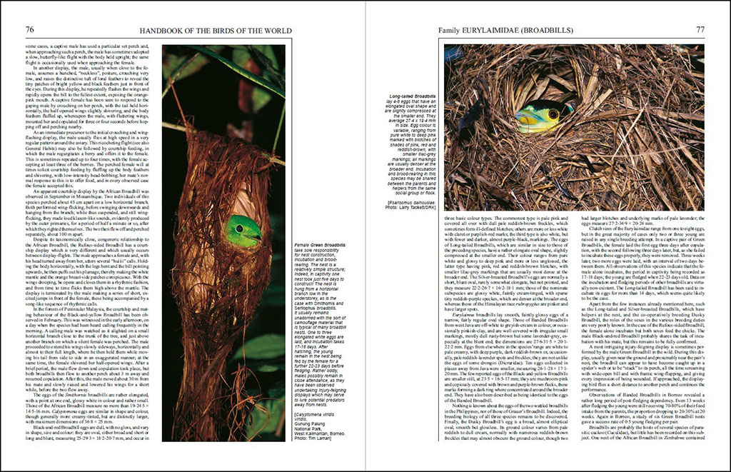 HANDBOOK OF THE BIRDS OF THE WORLD, VOL. 8. BROADBILLS TO TAPACULOS 3
