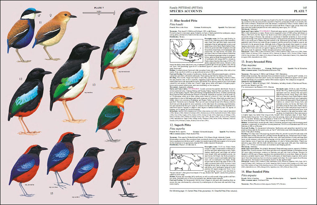 HANDBOOK OF THE BIRDS OF THE WORLD, VOL. 8. BROADBILLS TO TAPACULOS 4