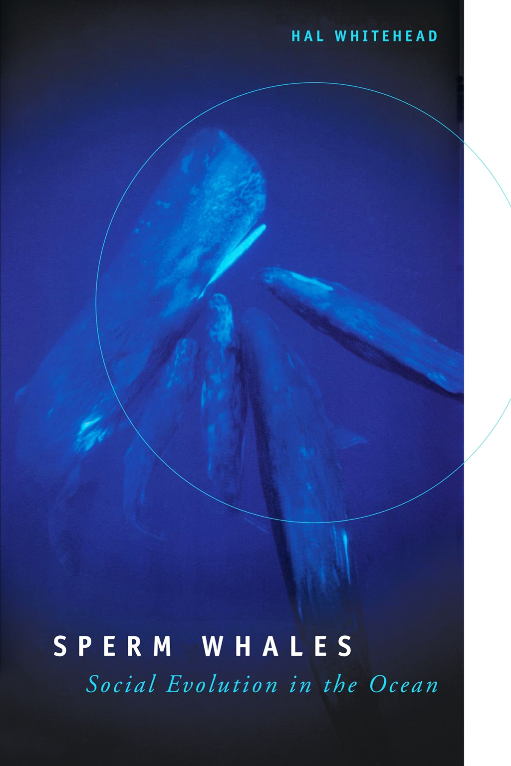 SPERM WHALES: SOCIAL EVOLUTION IN THE OCEAN