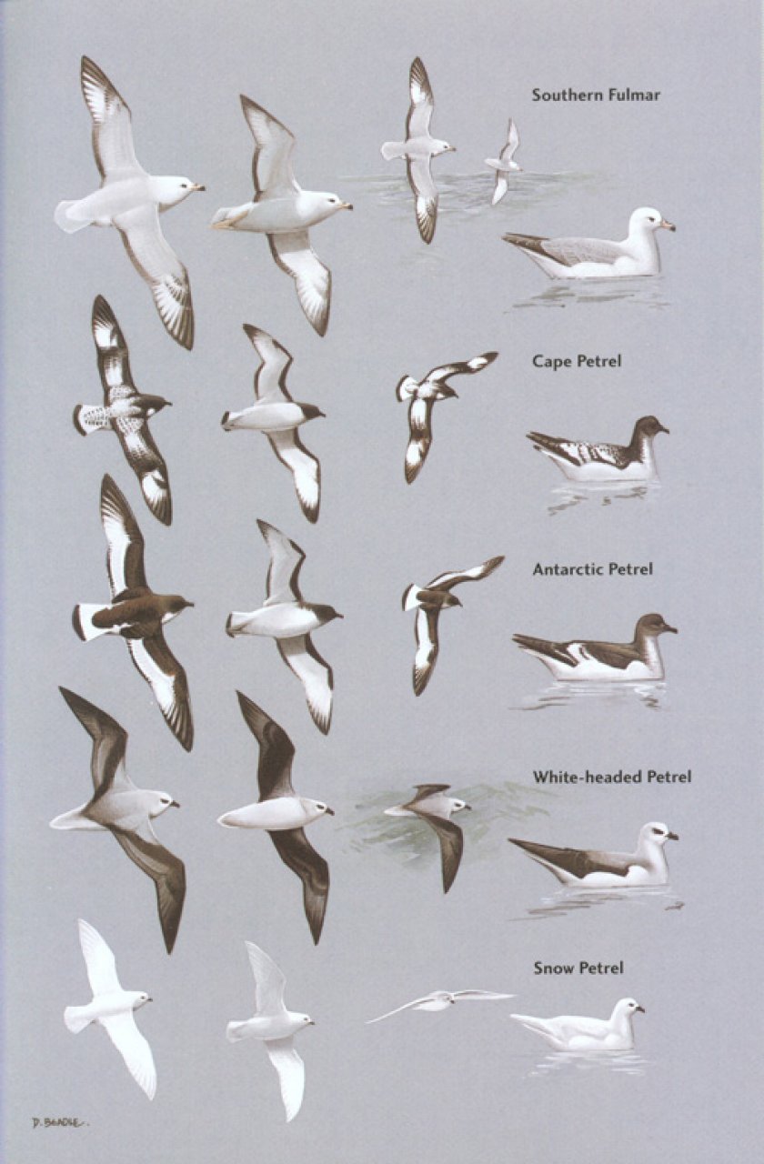 HELM FIELD GUIDES. BIRDS OF CHILE INCLUDING THE ANTARCTIC PENINSULA, THE FALKLAND ISLANDS AND SOUTH GEORGIA 3