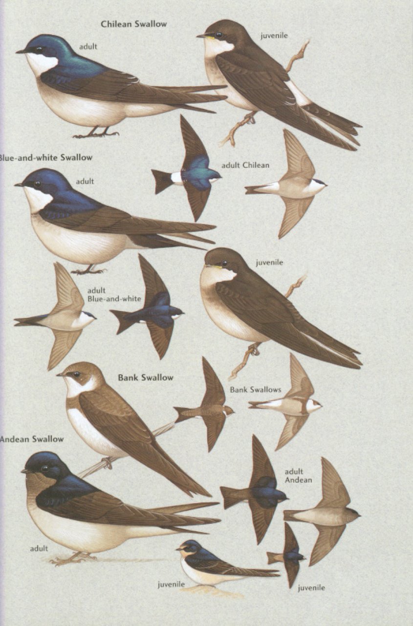 HELM FIELD GUIDES. BIRDS OF CHILE INCLUDING THE ANTARCTIC PENINSULA, THE FALKLAND ISLANDS AND SOUTH GEORGIA 5
