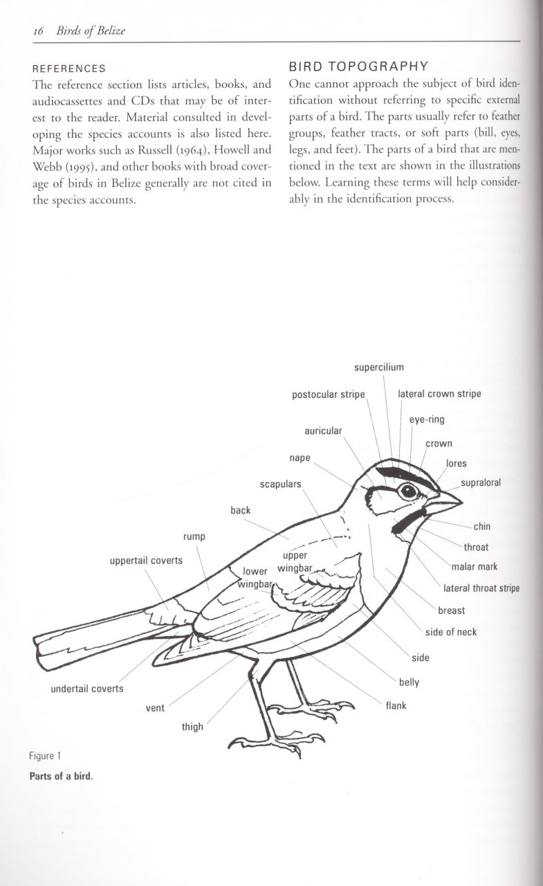 HELM FIELD GUIDES. BIRDS OF BELIZE 2
