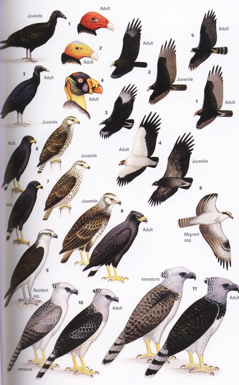 HELM FIELD GUIDES. BIRDS OF BELIZE 3