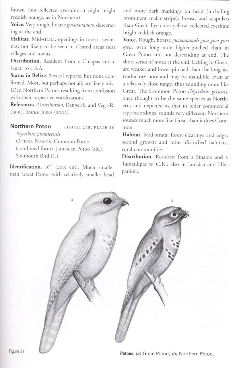 HELM FIELD GUIDES. BIRDS OF BELIZE 4