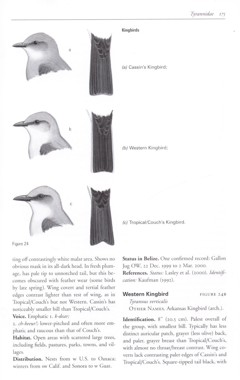HELM FIELD GUIDES. BIRDS OF BELIZE 5