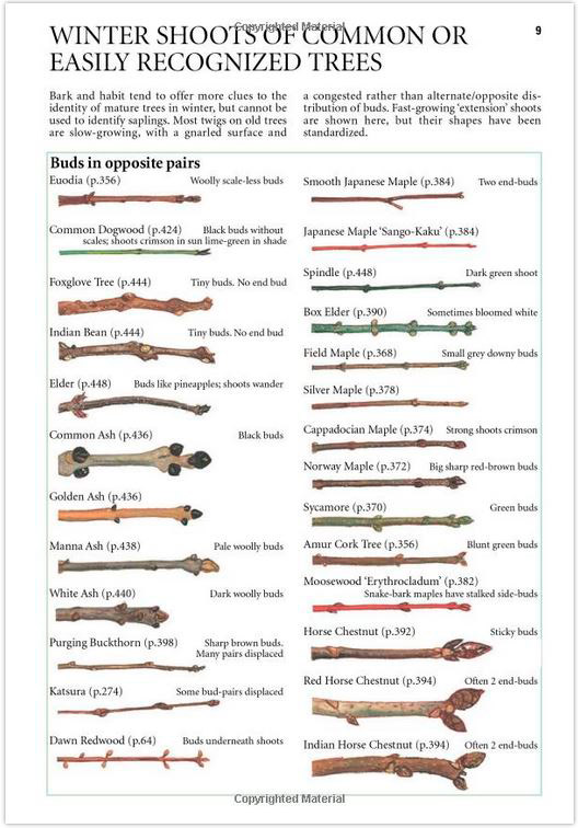 COLLINS TREE GUIDE. THE MOST COMPLETE FIELD GUIDE TO THE TREES OF BRITAIN AND EUROPE 3