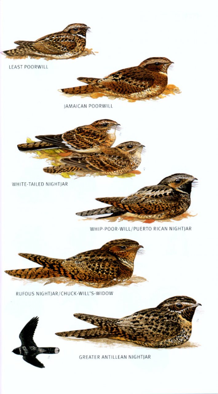 HELM FIELD GUIDES TO THE BIRDS OF THE WEST INDIES 3