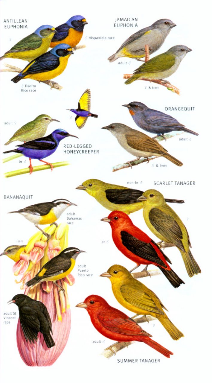 HELM FIELD GUIDES TO THE BIRDS OF THE WEST INDIES 5