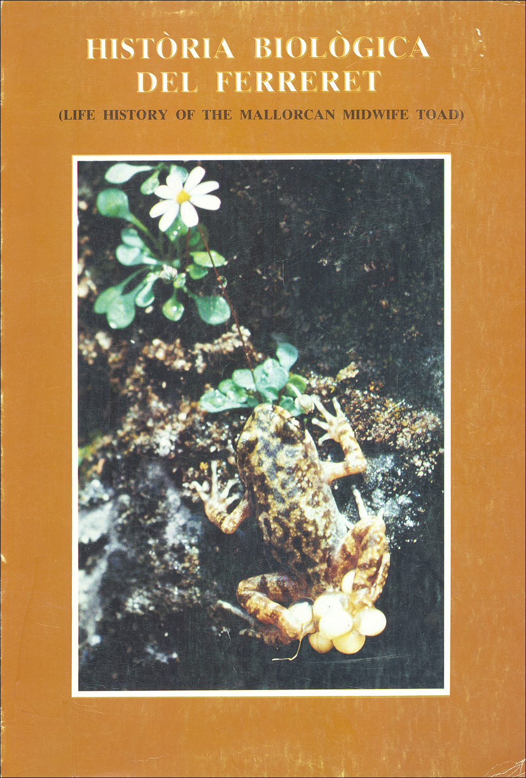 HISTÒRIA BIOLÒGICA DEL FERRERET (LIFE HISTORY OF THE MALLORCAN MIDWIFE TOAD) 1