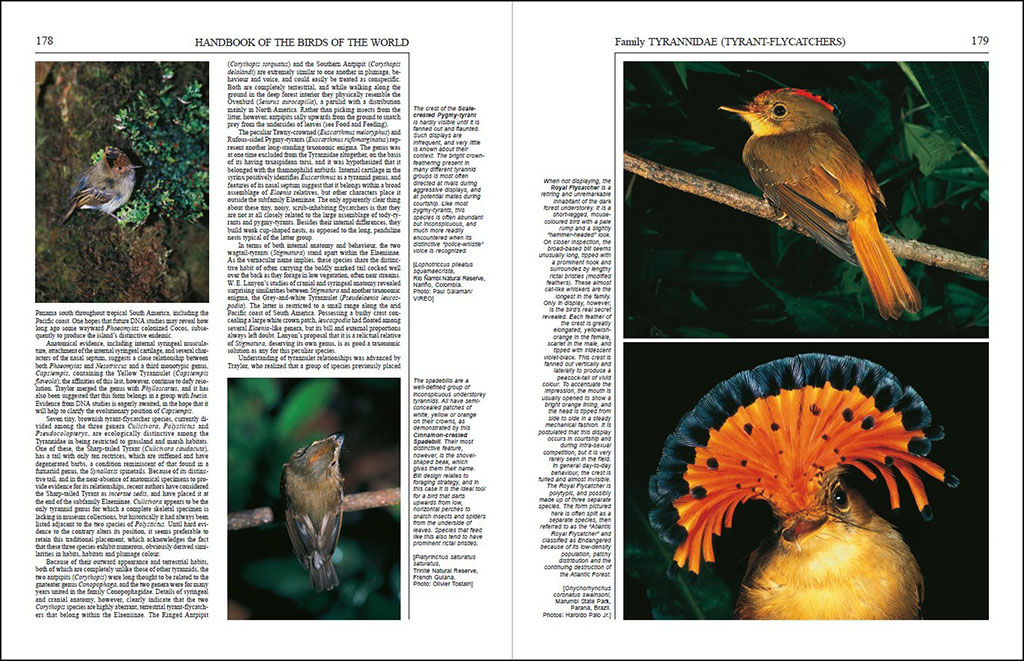 HANDBOOK OF THE BIRDS OF THE WORLD, VOL. 9. COTINGAS TO PIPITS AND WAGTAILS 2