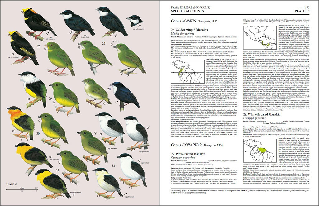 HANDBOOK OF THE BIRDS OF THE WORLD, VOL. 9. COTINGAS TO PIPITS AND WAGTAILS 3