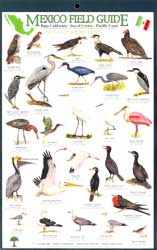 MEXICO FIELD GUIDES. BAJA CALIFORNIA- SEA OF CORTEZ- PACIFIC COAST. BUTTERFLIES 1