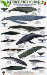 MEXICO FIELD GUIDES. BAJA CALIFORNIA- SEA OF CORTEZ- PACIFIC COAST. MARINE MAMMALS 2