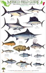 MEXICO FIELD GUIDES. BAJA CALIFORNIA- SEA OF CORTEZ- PACIFIC COAST. SPORT FISH 1