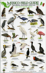 MEXICO FIELD GUIDES. BAJA CALIFORNIA- SEA OF CORTEZ- PACIFIC COAST. SEA AND SHORE BIRDS 1