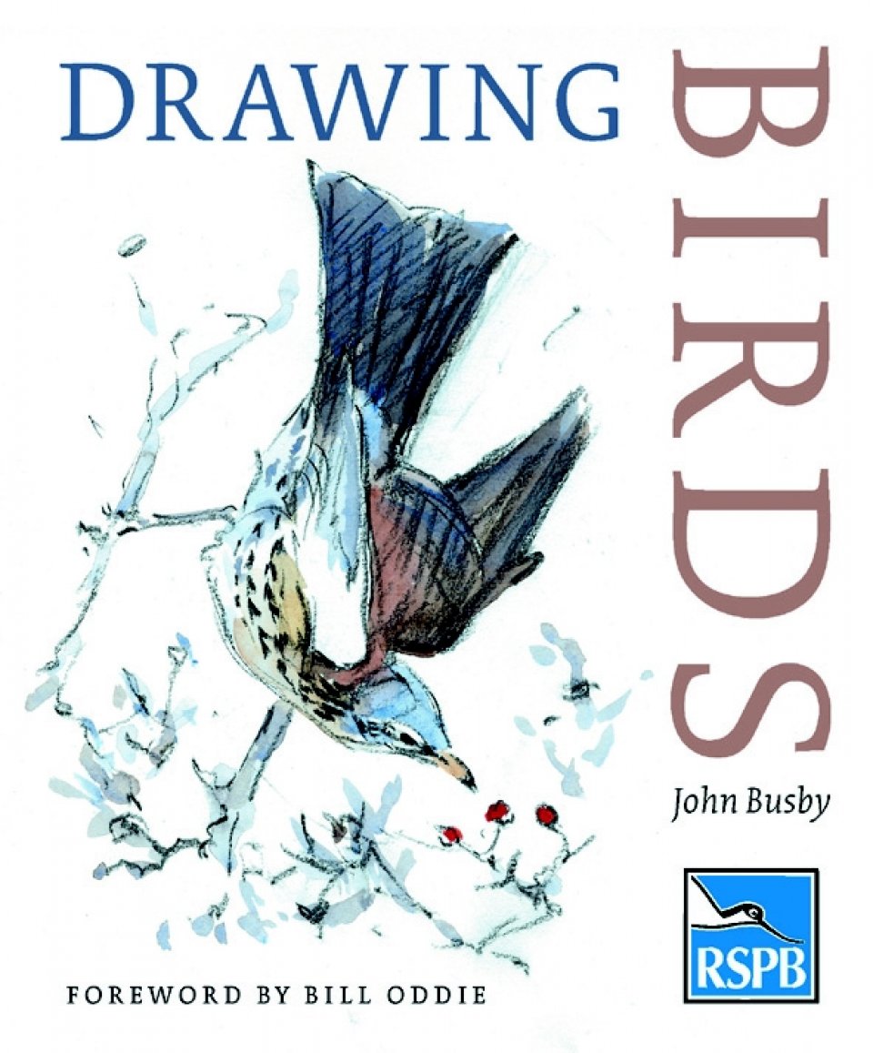 DRAWING BIRDS