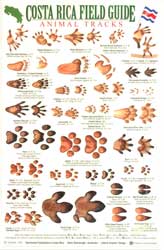 COSTA RICA FIELD GUIDE: ANIMAL TRACKS 1