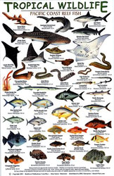 TROPICAL WILDLIFE FIELD GUIDE. SET OF 6 GUIDES 1