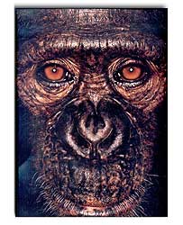 JAMES & OTHER APES 1