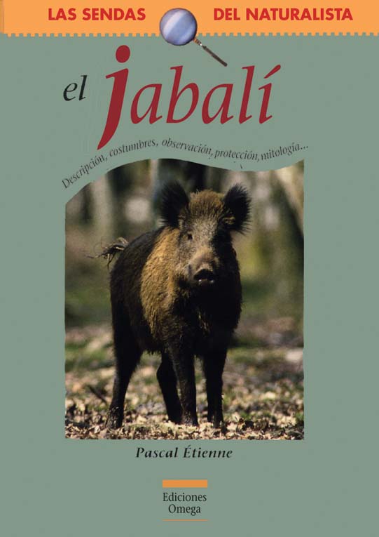 EL JABALÍ 1
